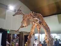 恐竜！ 2010/11/01 07:00:01