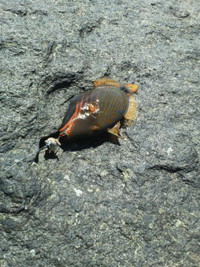 カワハギ 2010/09/17 20:32:40