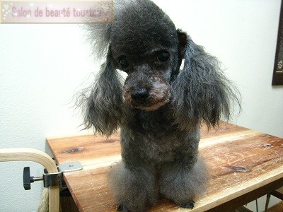 トイ プードルスタイル ソフトモヒカンアイスwithスパンシュガー Salon De Beaute Tou Tou Vol 1