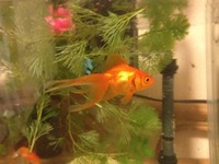  今日の収穫(￣ー￣ )♪AIRの黒ほしいー！！笑 2011/12/03 21:41:05