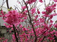 春を探して・・・・ウォーキング