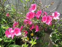 我が家にも春・・・爛漫！