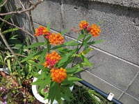 我が家にも春・・・爛漫！