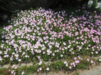 残波の花々・・・・・・・。