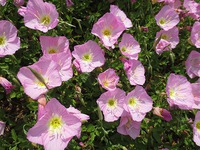 残波の花々・・・・・・・。