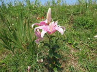 残波の花々・・・・・・・。