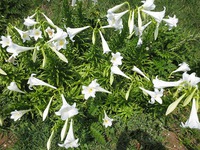 残波の花々・・・・・・・。
