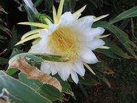 ドラゴンフルーツの花可憐に咲く