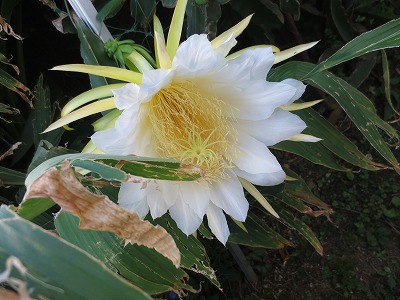 ドラゴンフルーツの花可憐に咲く