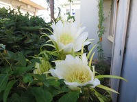 ドラゴンフルーツの花可憐に咲く