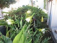ドラゴンフルーツの花可憐に咲く