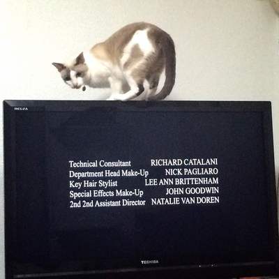 猫らしい猫
