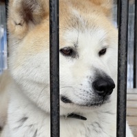 大館から　五能線千畳敷。 2023/05/30 07:00:00