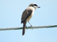 百舌鳥君　来島。 2023/09/25 11:39:21
