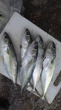 昨日の釣果 2014/12/08 17:52:12