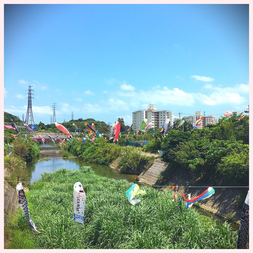 天願川 鯉のぼり〜♪。