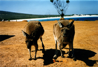 仲良しカンガルー