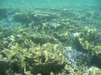 白保の海