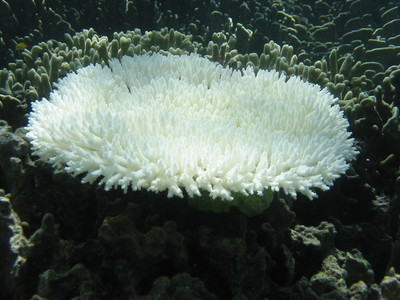 白保の海