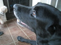 黒犬　カール