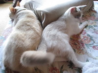 猫好きのあつまり♪
