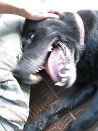 黒犬　カール