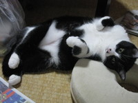 猫好きのあつまり♪