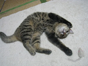 いつまで子猫？？