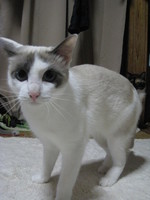 猫たちの動揺。