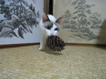 いつも見てしまう猫