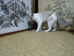 いつも見てしまう猫