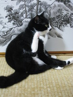 猫たちの動揺。