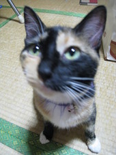 元気にゃん♪