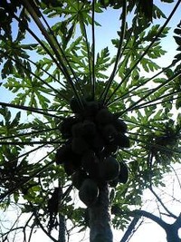 癒し求めて 2009/09/20 21:14:29