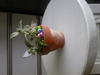 多肉植物☆ 2012/05/27 12:57:38