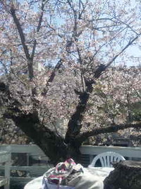 桜の季節　2010 2010/04/10 22:39:59